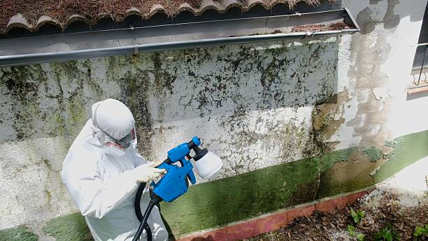 Trusted Black Mold Removal service in Wayland, MI - Cheap Mold Removal